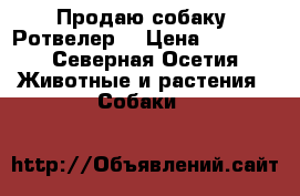 Продаю собаку “Ротвелер“ › Цена ­ 8 000 - Северная Осетия Животные и растения » Собаки   